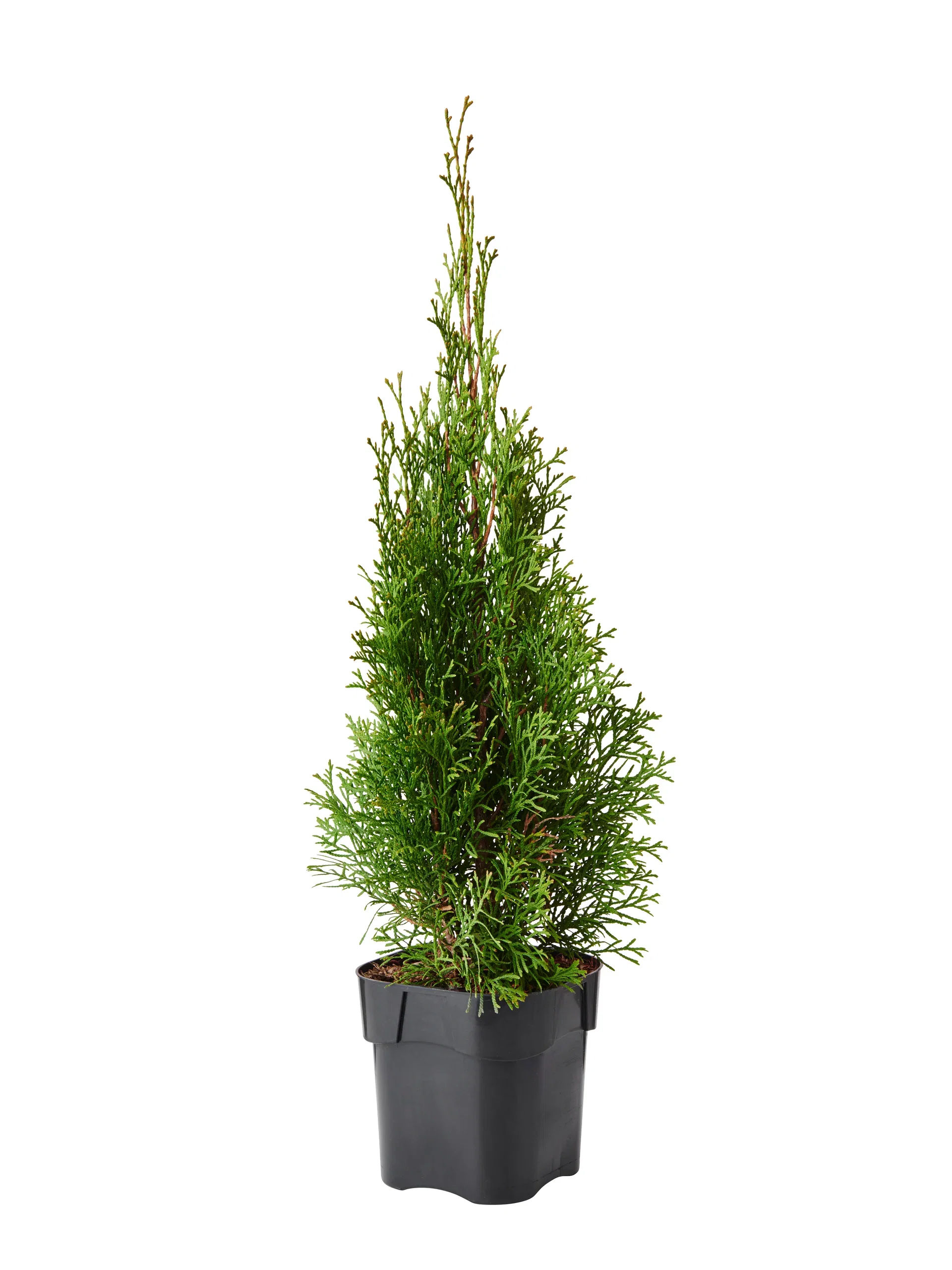Thuja occidentalis 'Smaragd' Tuja 'Smaragd' Høyde 60-70 cm