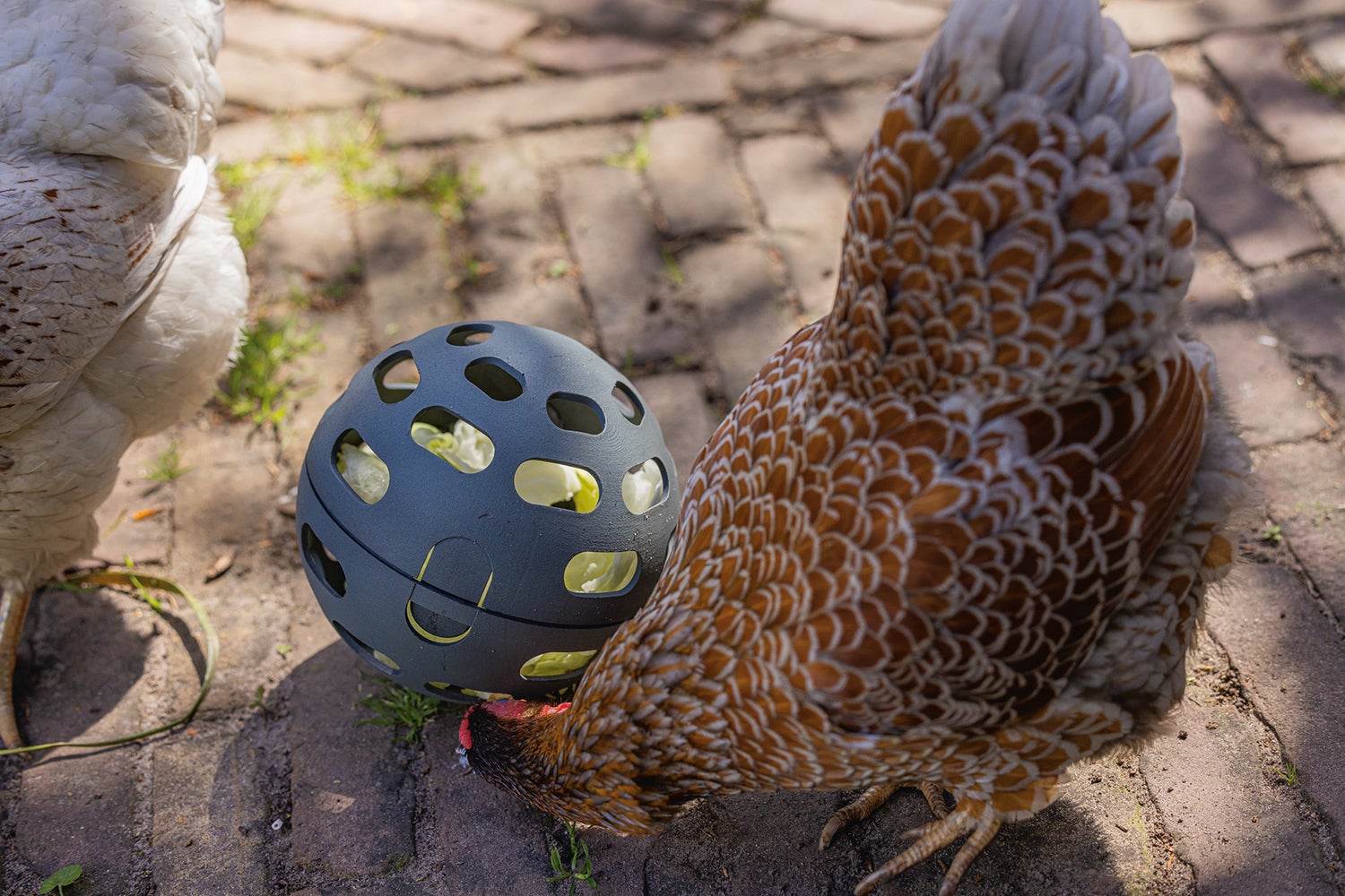 Beeztees kippenvoerbak speel snackbal grijs D 15 H 15 cm