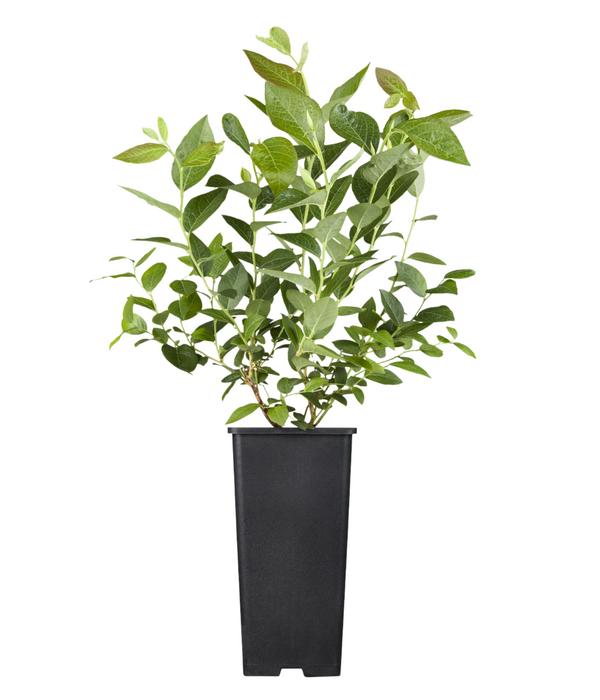 Bio Heidelbeere 'Hortblue Petite®'