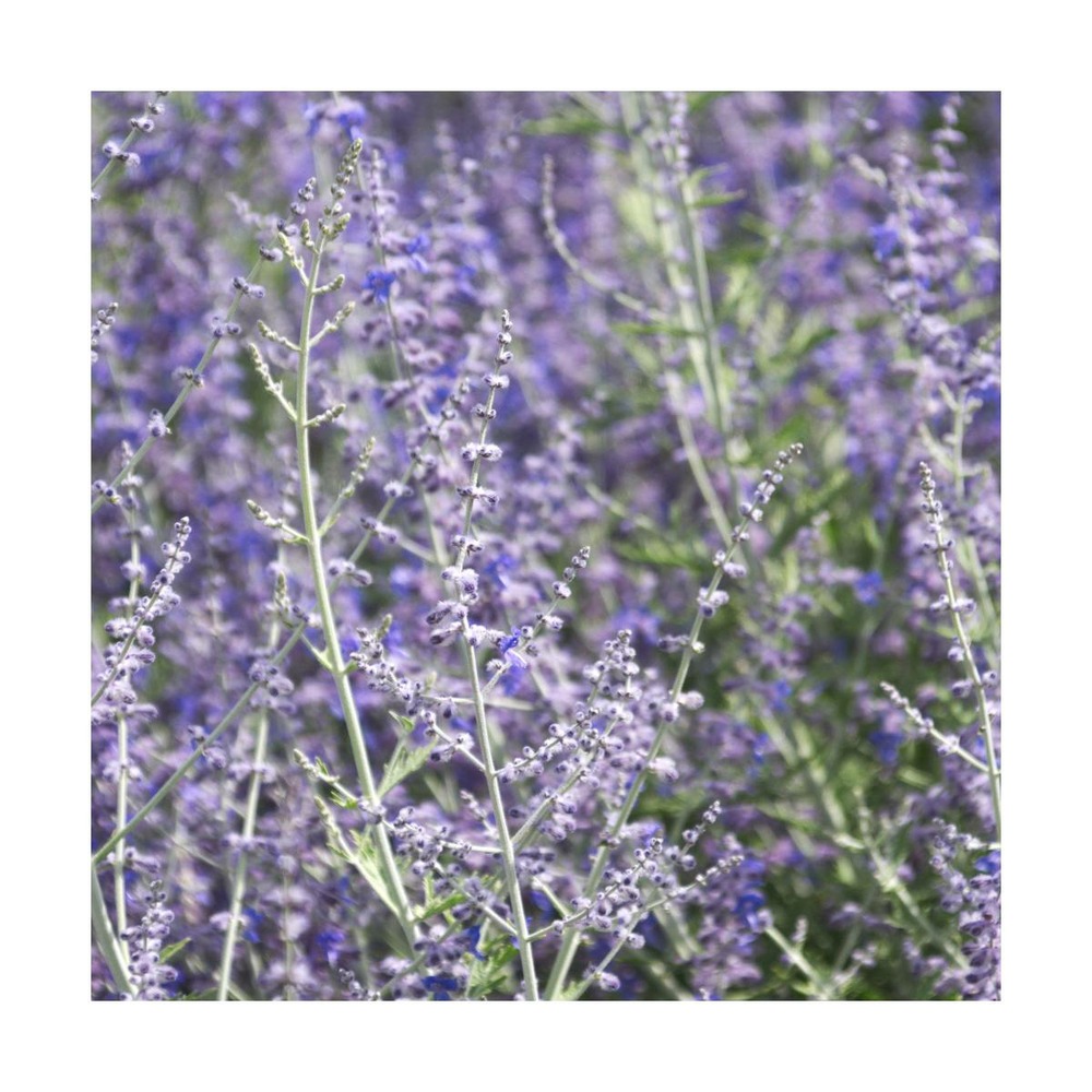 Lavande d'afghanistan atriplicifolia blue spire/perovskia atriplicifolia blue spire[-]godet - 5/10 cm