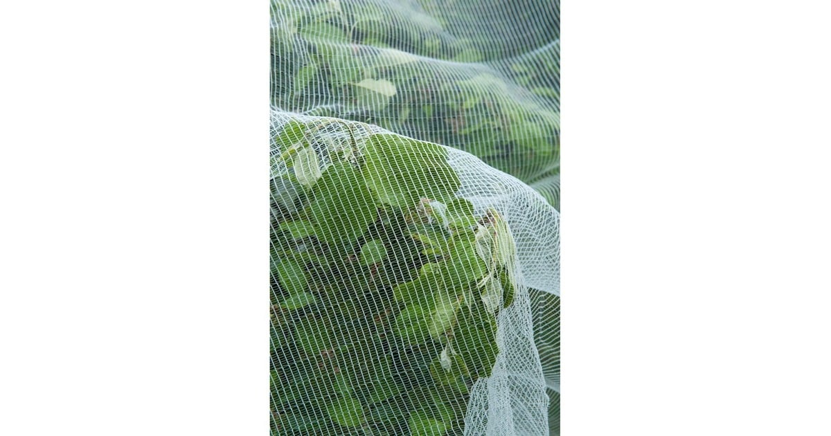 NatureInsectengaas, fijnmazig insectenhor  (Wit/transparant, 5,2 x 5 m)