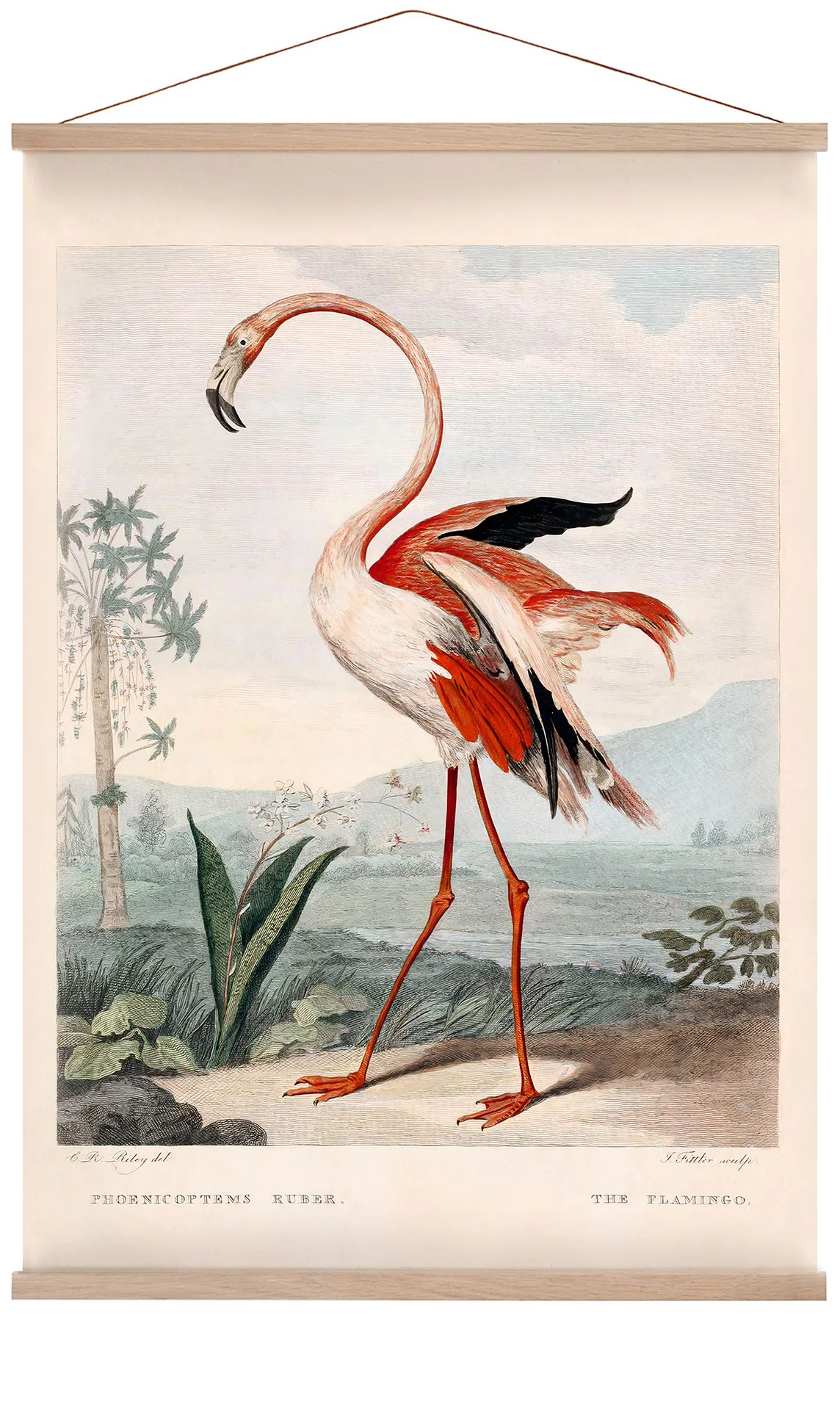 Rosa Flamingo