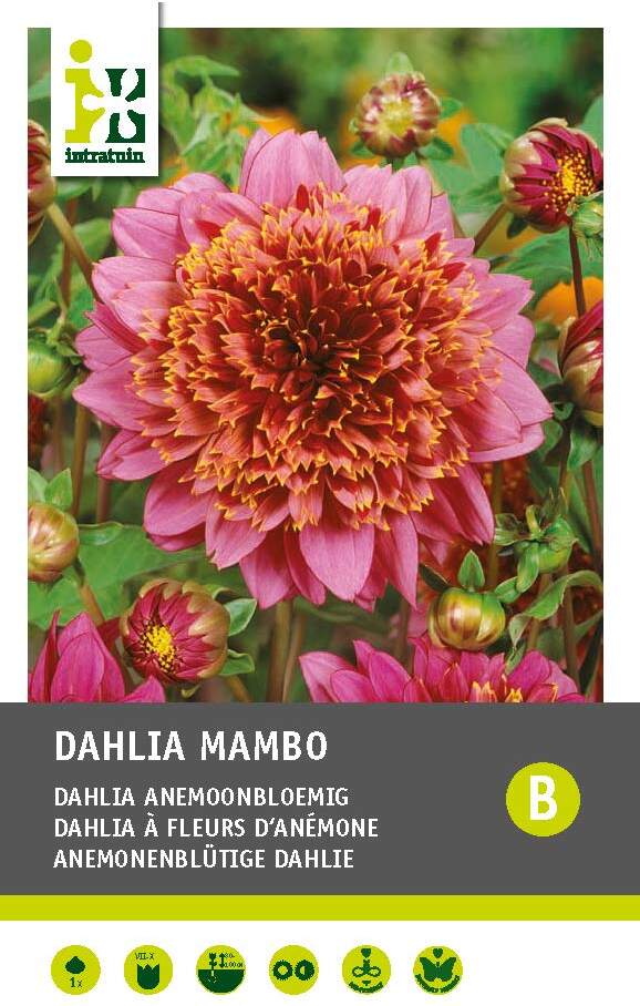 Intratuin Dahlia knol (Dahlia 'Mambo')