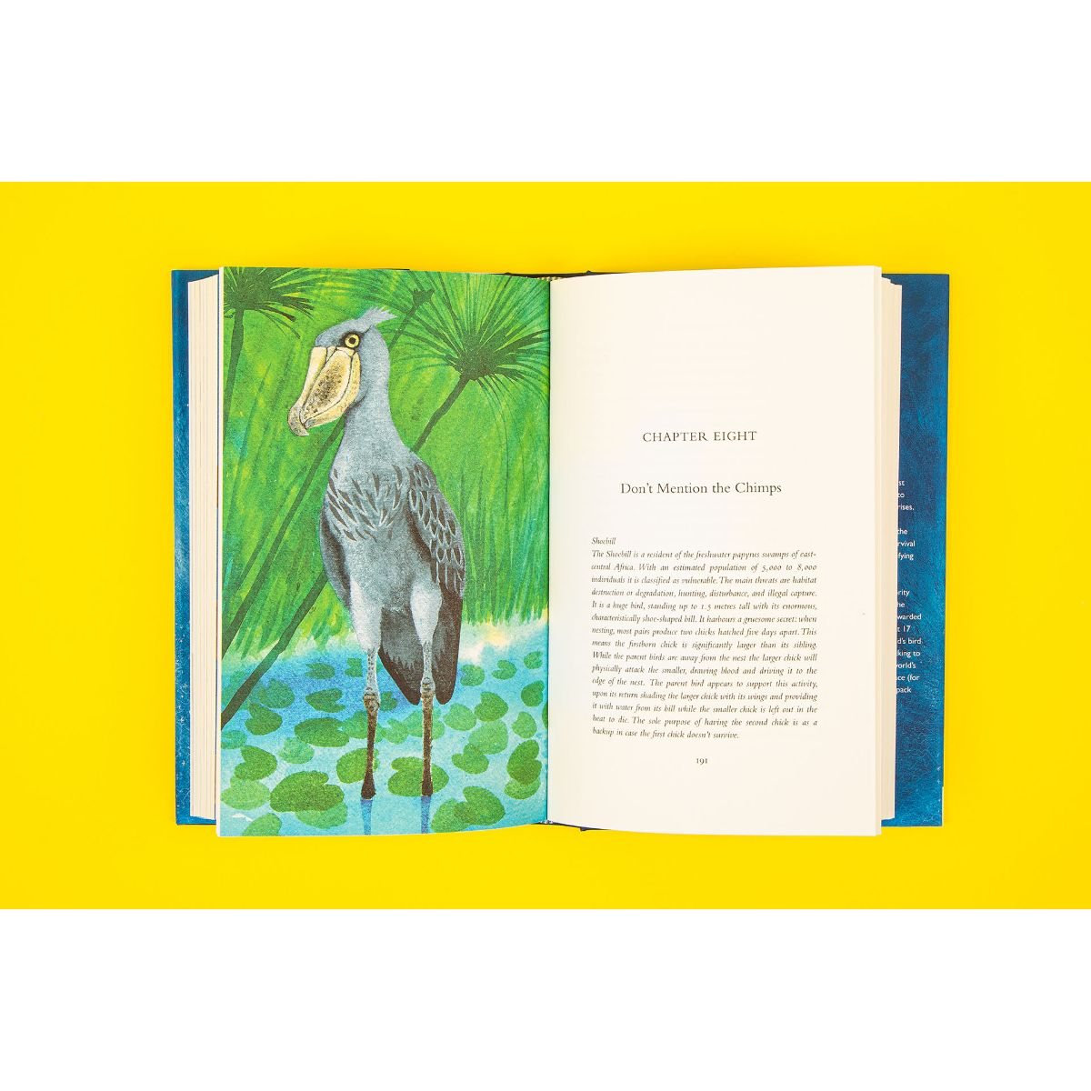 Birdgirl (Hardback)