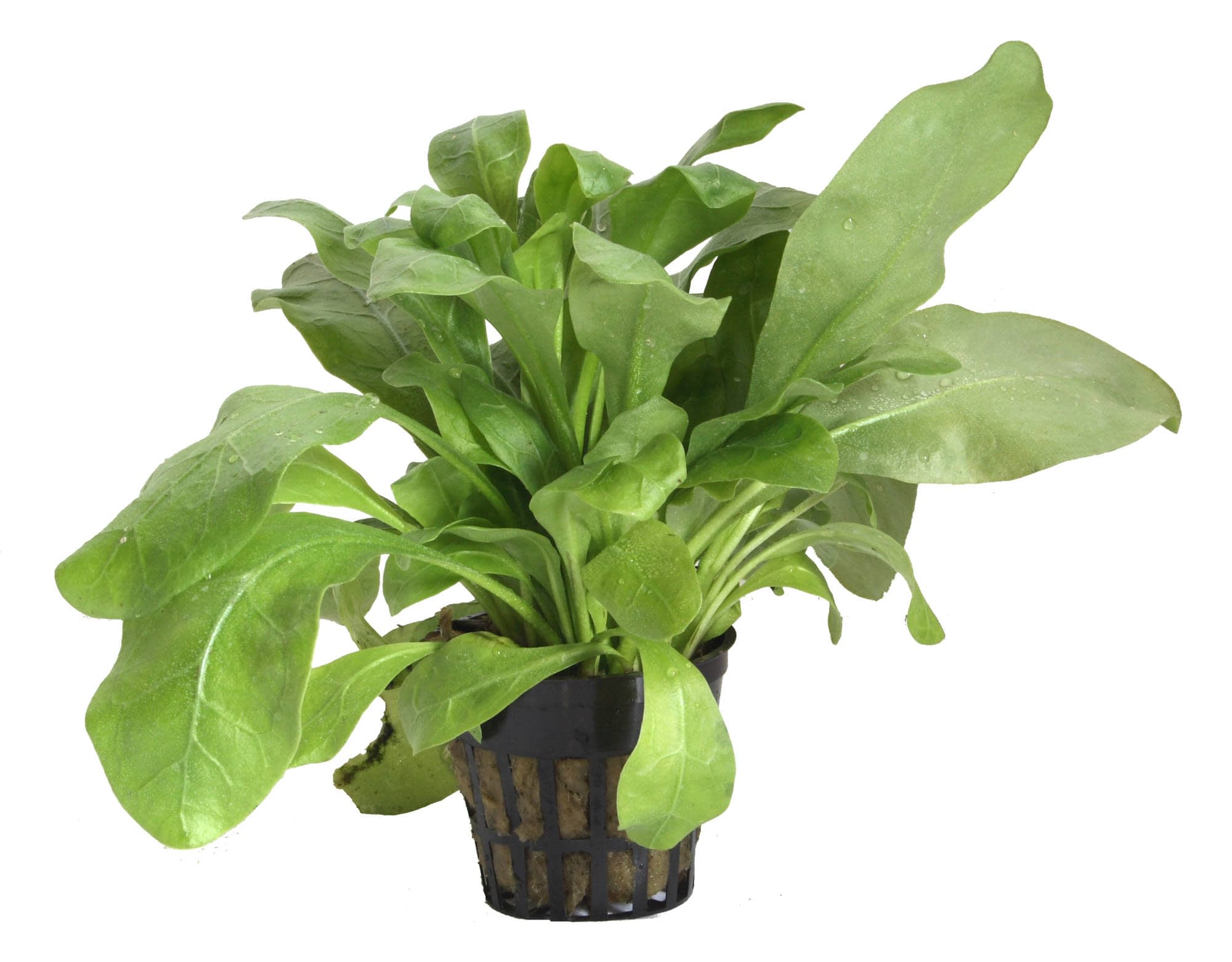Planta Tropica Iberia Samulus Parviflorus Verandi