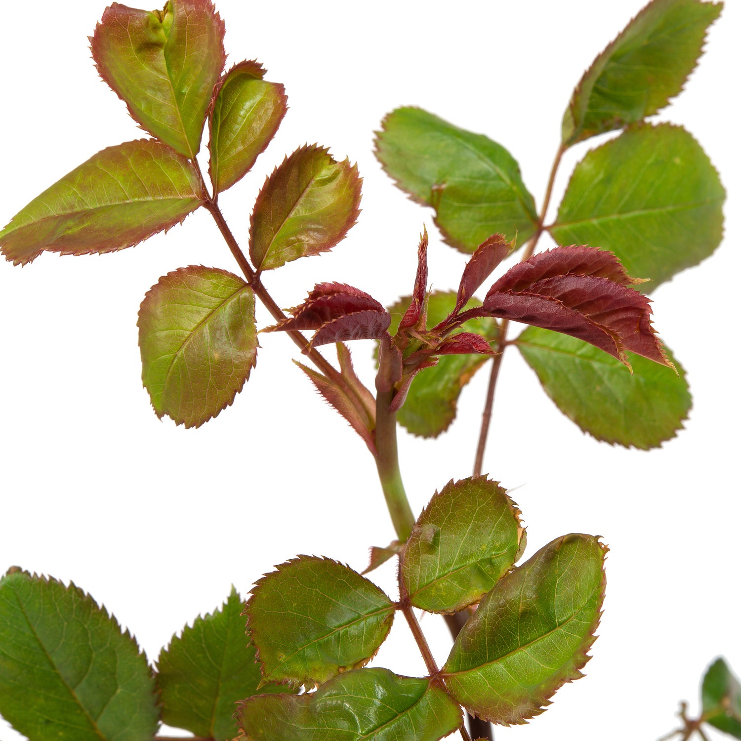 Roos (Rosa 'Princess Alexandra of Kent®') D 24 H 40 cm