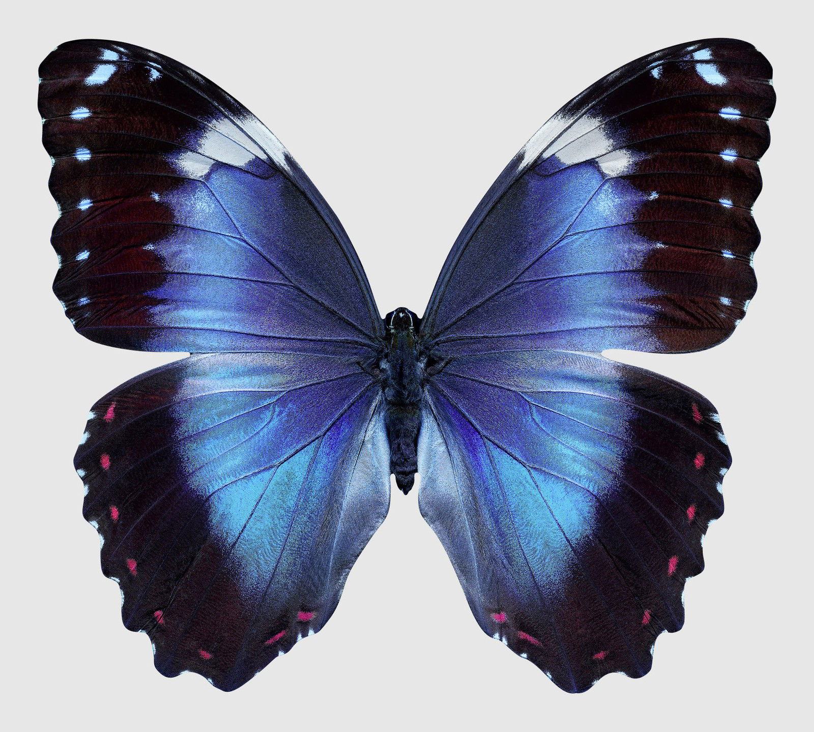 Butterfly XIV by Heiko Hellwig - Limited Edition. Edition of: 150. Signed.