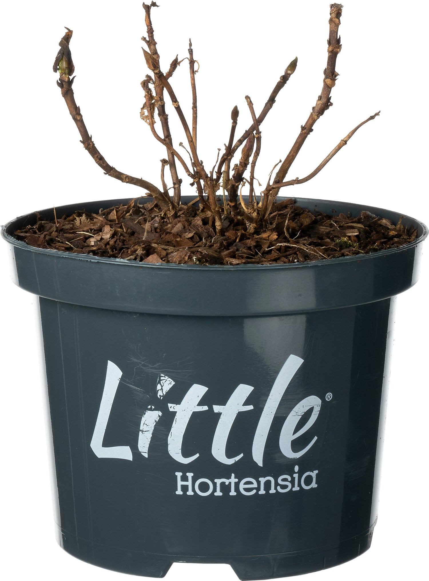 Hortensia (Hydrangea macrophylla 'Little Purple') D 17 H 10 cm