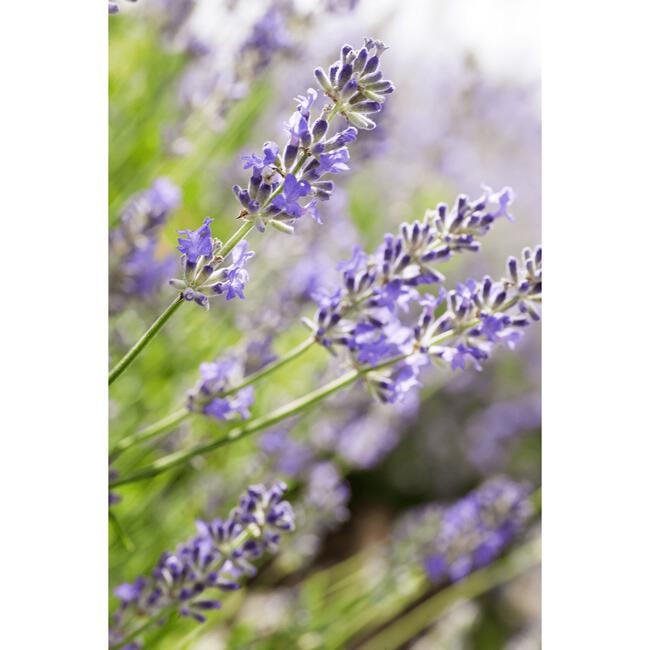 Weleda Lavendel Ontspannende Body Olie 100 ML