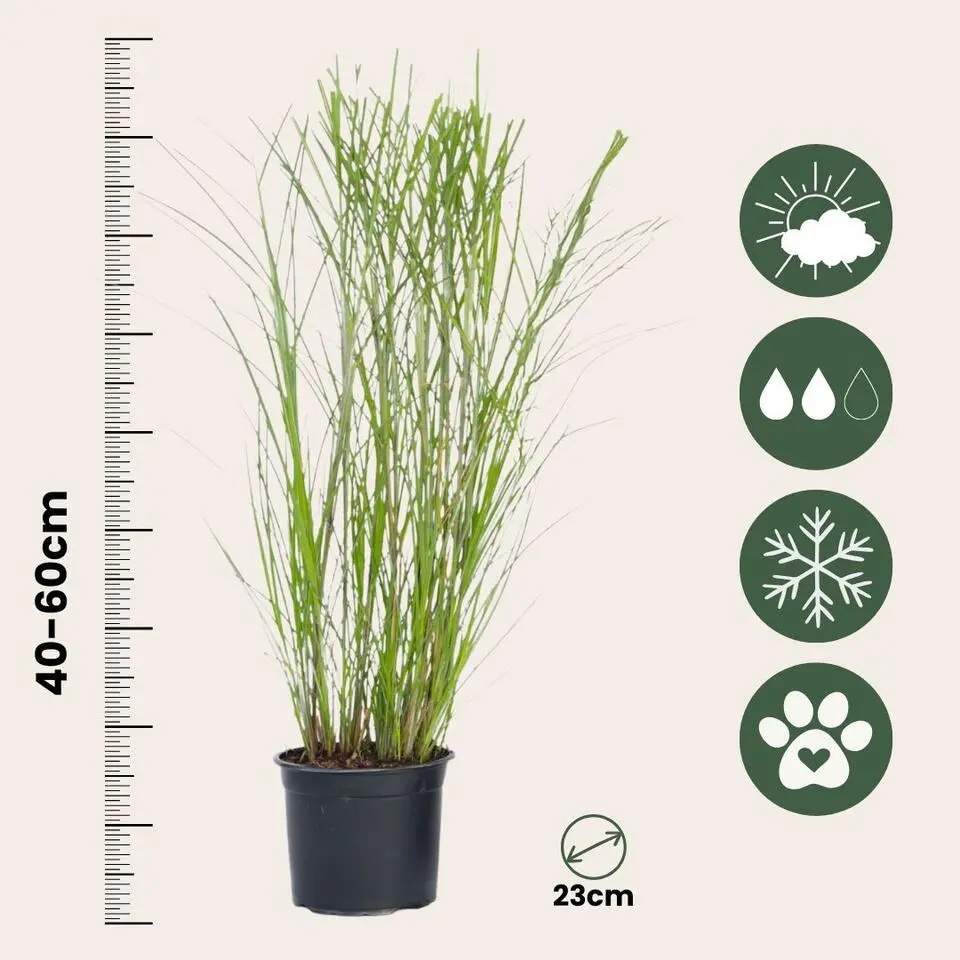 Prachtriet - Set van 2 - Miscanthus 'Gracillimus' - Hoogte 40-60cm - ⌀23cm