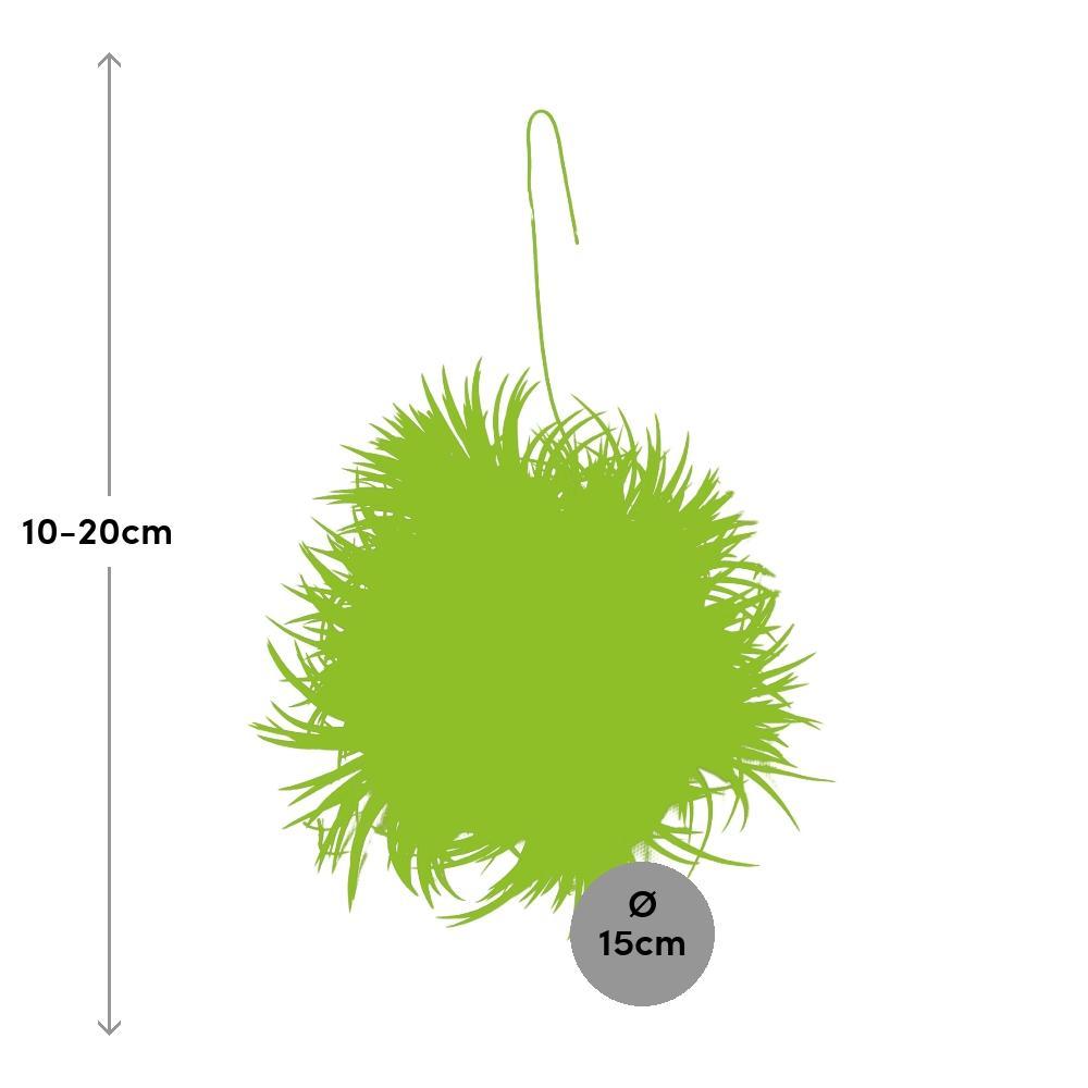 Plante d'intérieur - tillandsia ionantha abdita 20.0cm