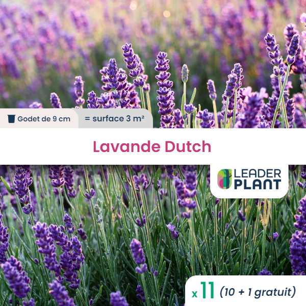 11 x lavande dutch en godet