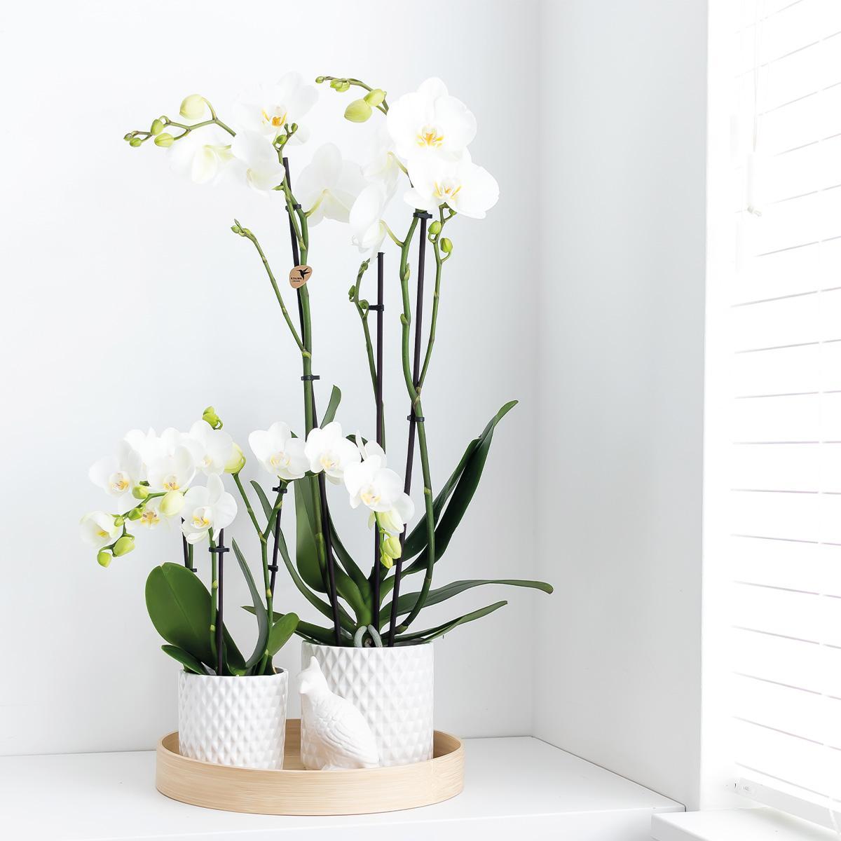 Orchidées colibri - orchidée phalaenopsis blanche - dame blanche - taille du pot 12cm
