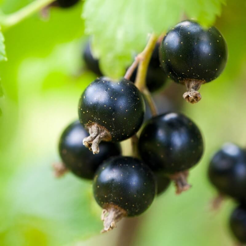 Cassissier (ribes nigrum) - godet - taille 13/25cm