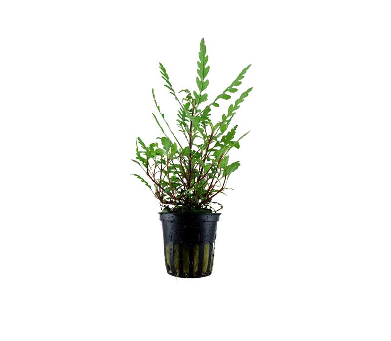 Hygrophila Pinnatifida