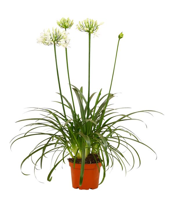 Schmucklilie 'Ever White', Landlust Kollektion