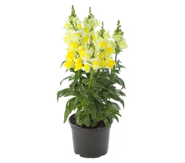 Garten-Löwenmäulchen, verschiedene Farben