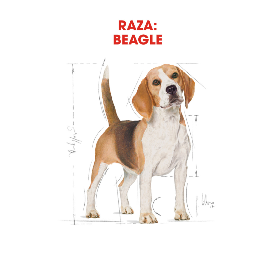 Ração Royal Canin para cães da raça Beagle adulto