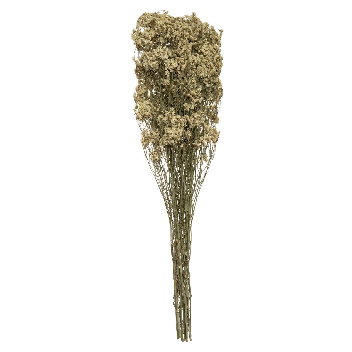 GRAMINEE H.57CM