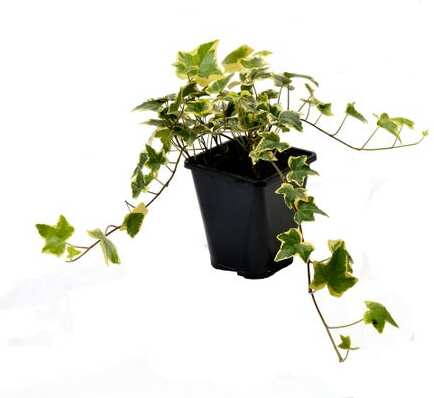 Klimop (Hedera helix 'Goldchild') D 9 H 10 cm