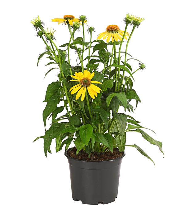 Garten-Scheinsonnenhut 'Cheyenne Spirit'
