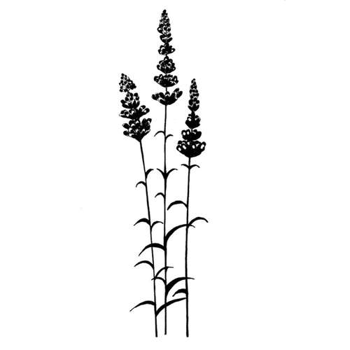 Lavinia Stempel, Lavender