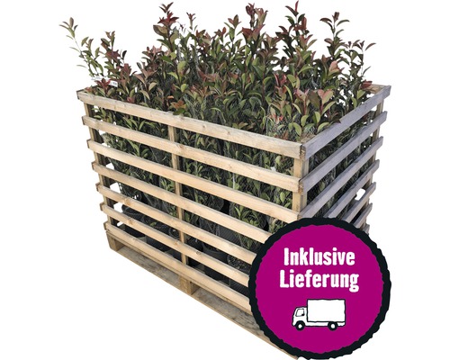 36 x Photinia fraseri 'Robusta Compacta' FloraSelf, H 50-70 cm, Co 5 L, voor ca. 12 m haag