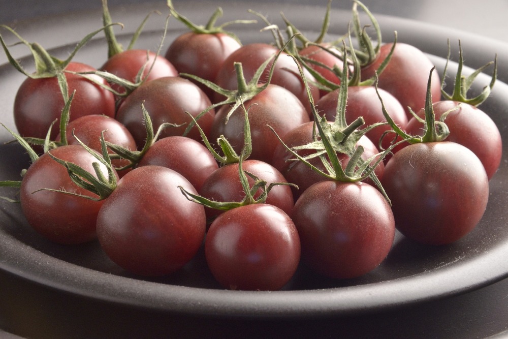 Bio - tomate - cerise noire - 10 graines - avec substrat - solanum lycopersicum