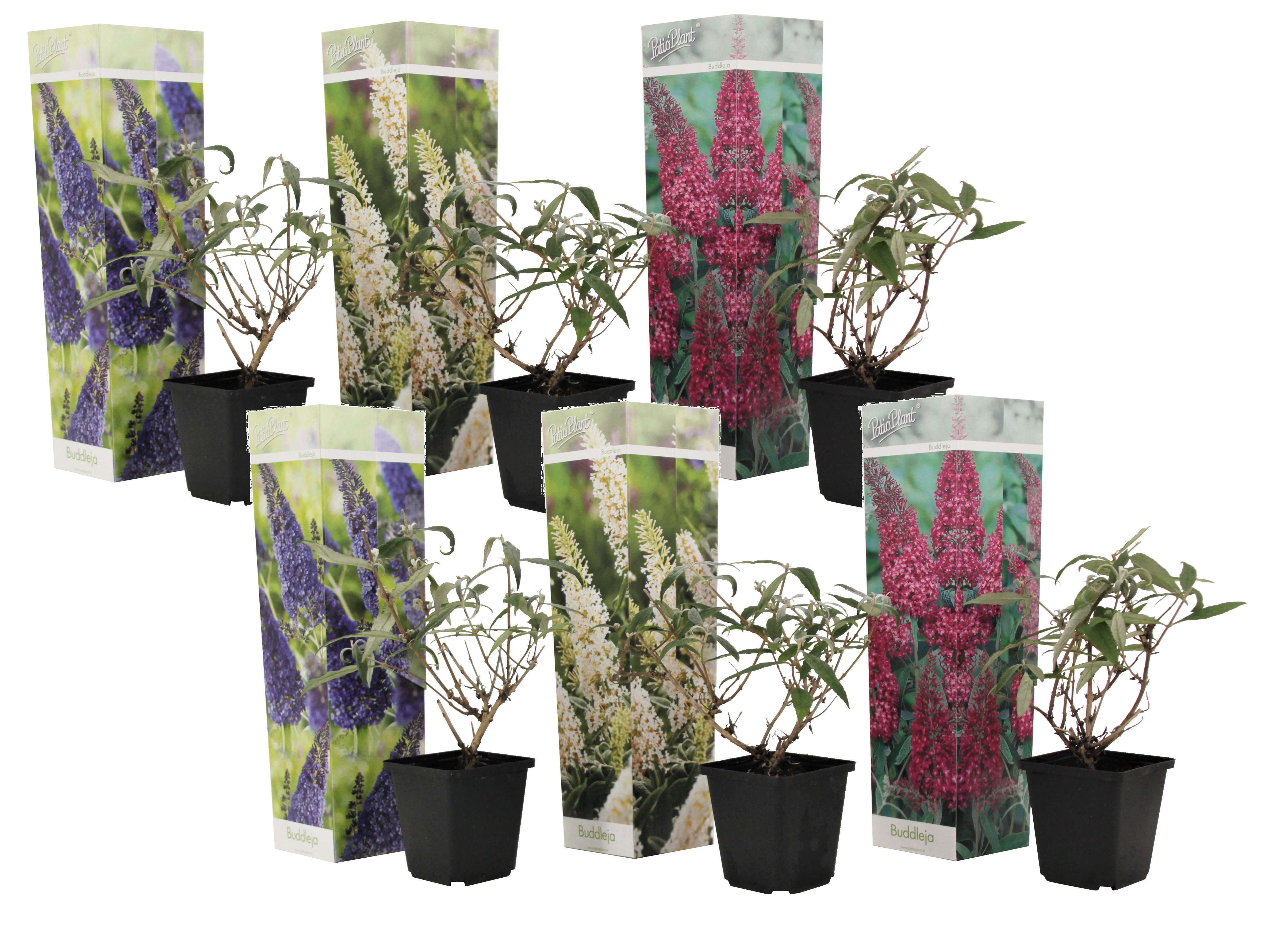 Buissons papillons - mélange de 6 - buddleja - pot 9cm - hauteur 25-40cm