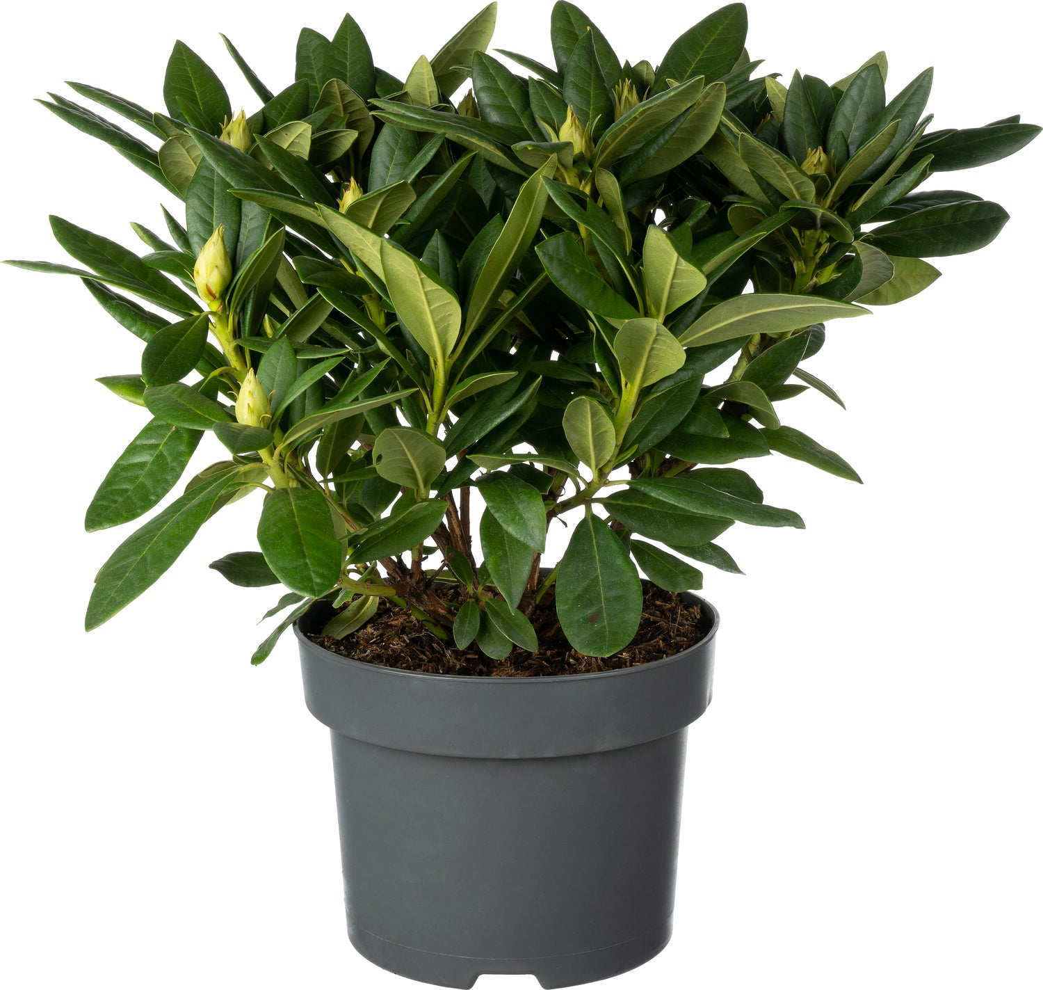 Rhododendron (Rhododendron 'Cosmopolitan') D 23 H 40 cm
