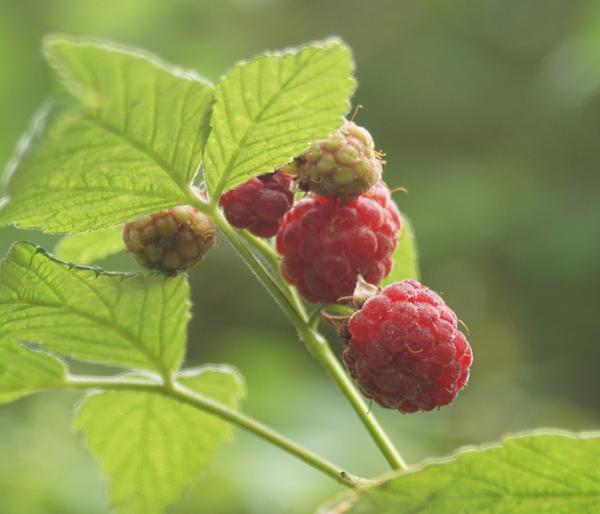 Himbeere 'Dorman Red'