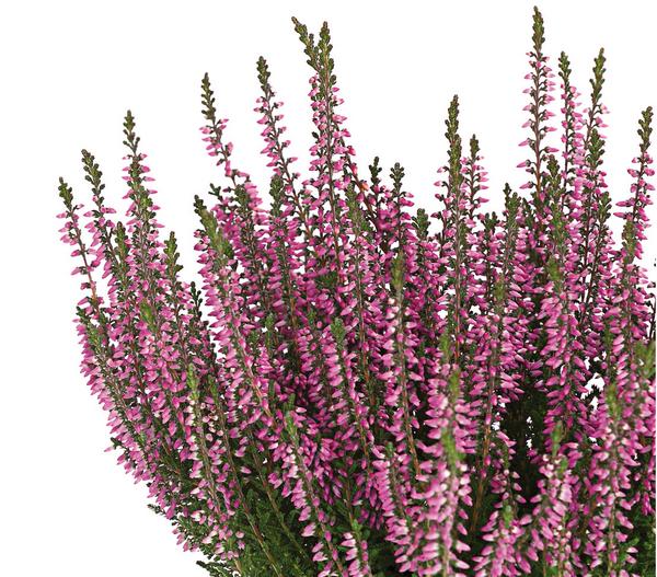 Knospenheide 'Hilda®'