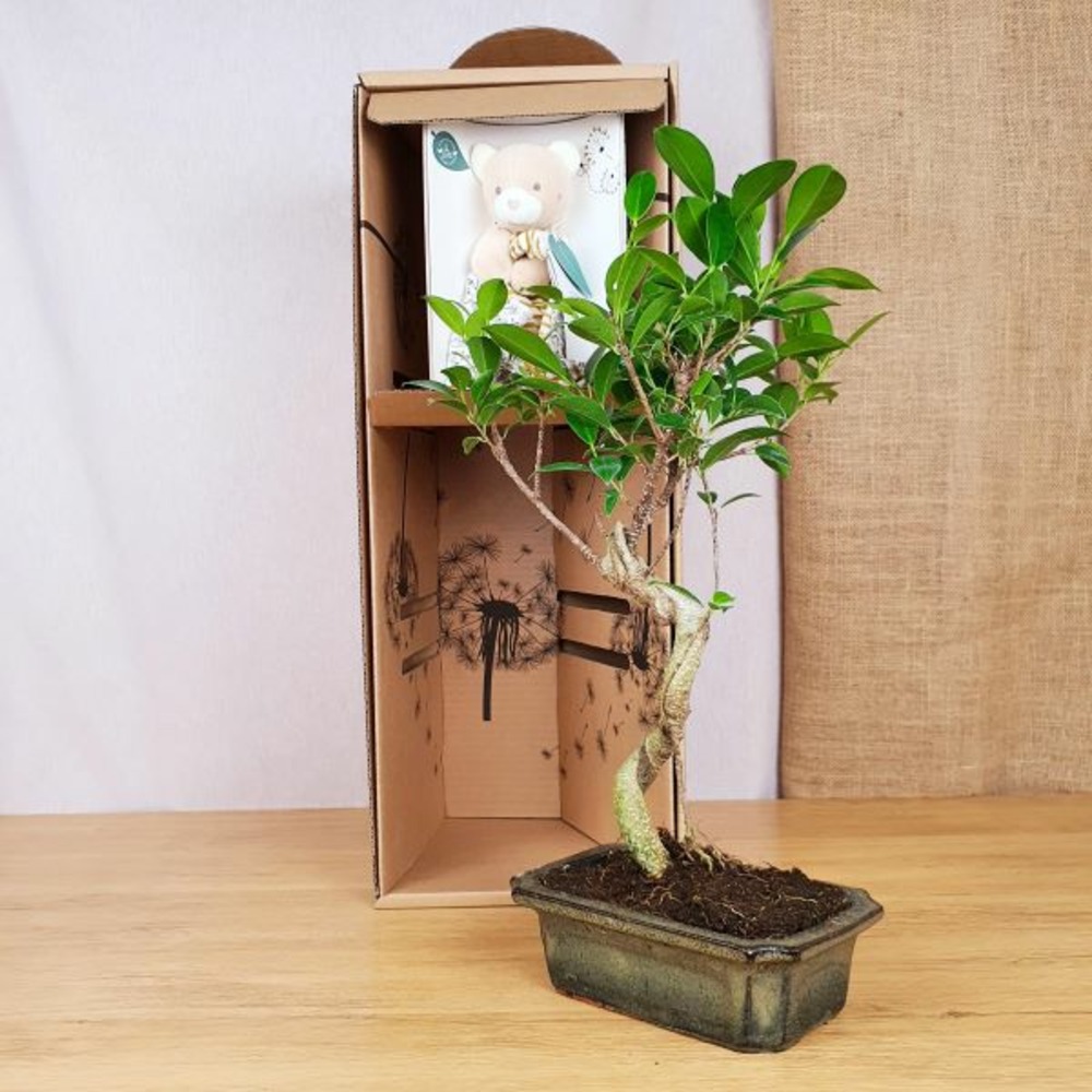 Coffret arbre de naissance, un bonsaï et son doudou ours bio