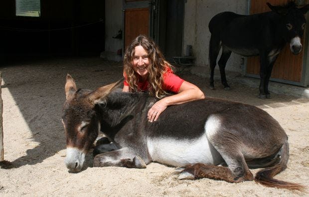 Esel-Trekking in Kollnburg als Geschenkidee