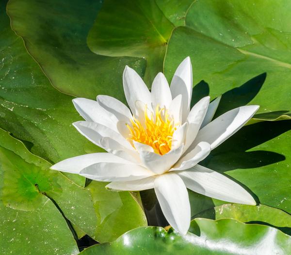 Seerose, ca. Ø11 cm