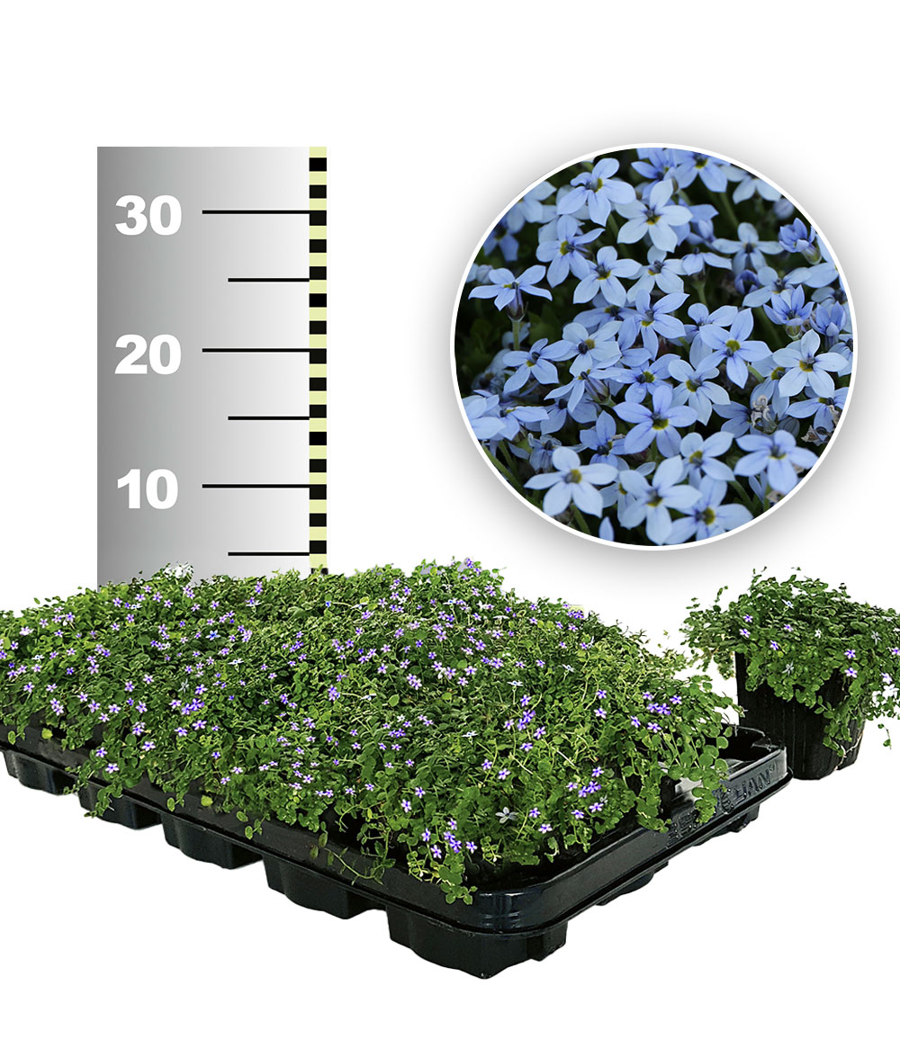 Isotoma 'Blue Foot®' 25 Stk., trittfester Bodendecker, Rasen-Ersatz