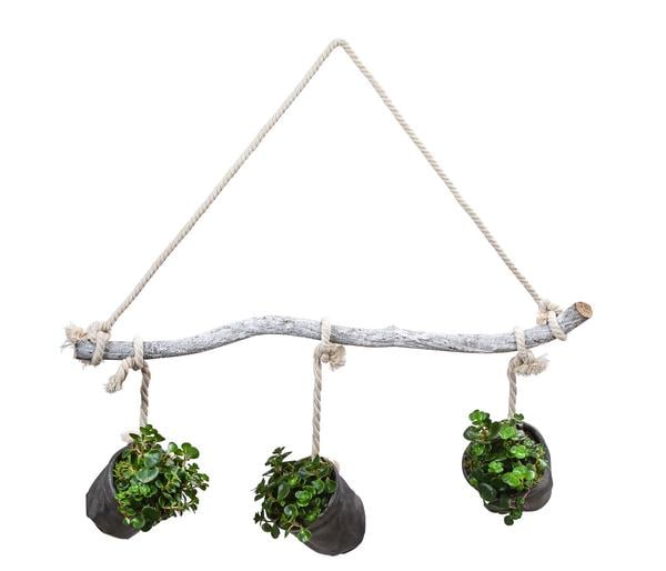 Wandhänger mit Fetthenne - Sedum makinoi