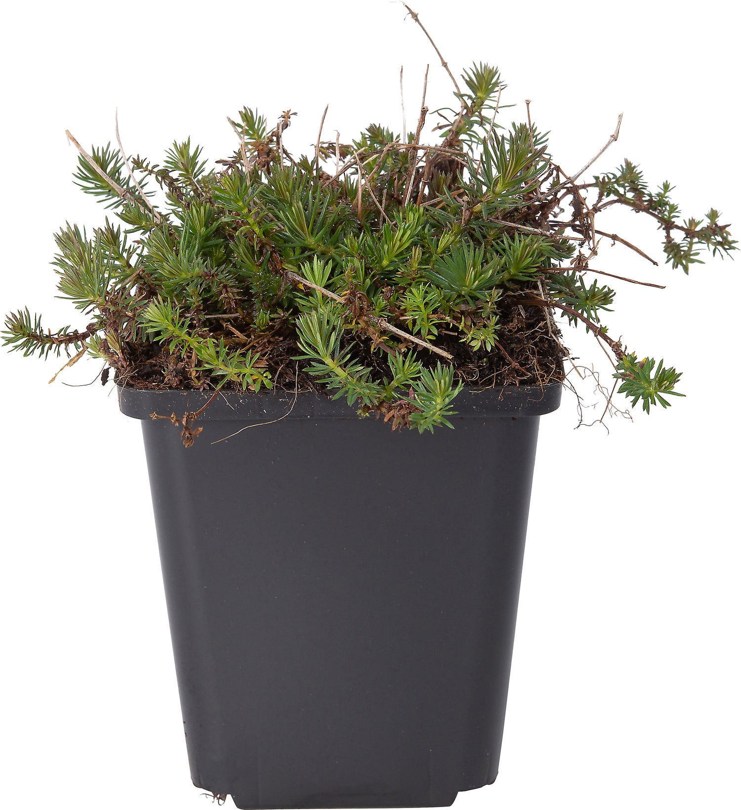 Walstro (Galium verum) D 9 H 10 cm