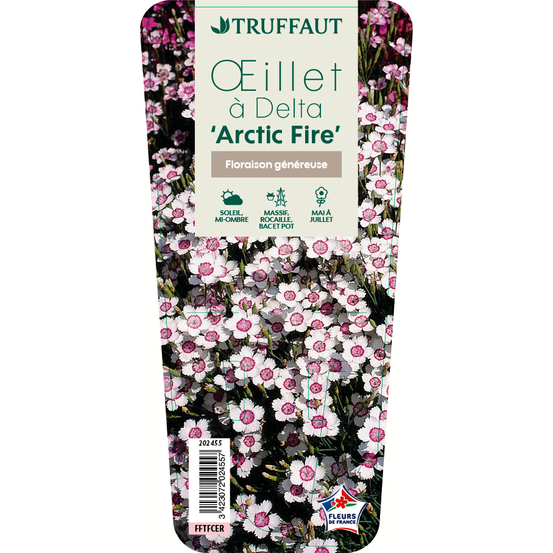 Oeillet à delta Artic Fire : godet vert