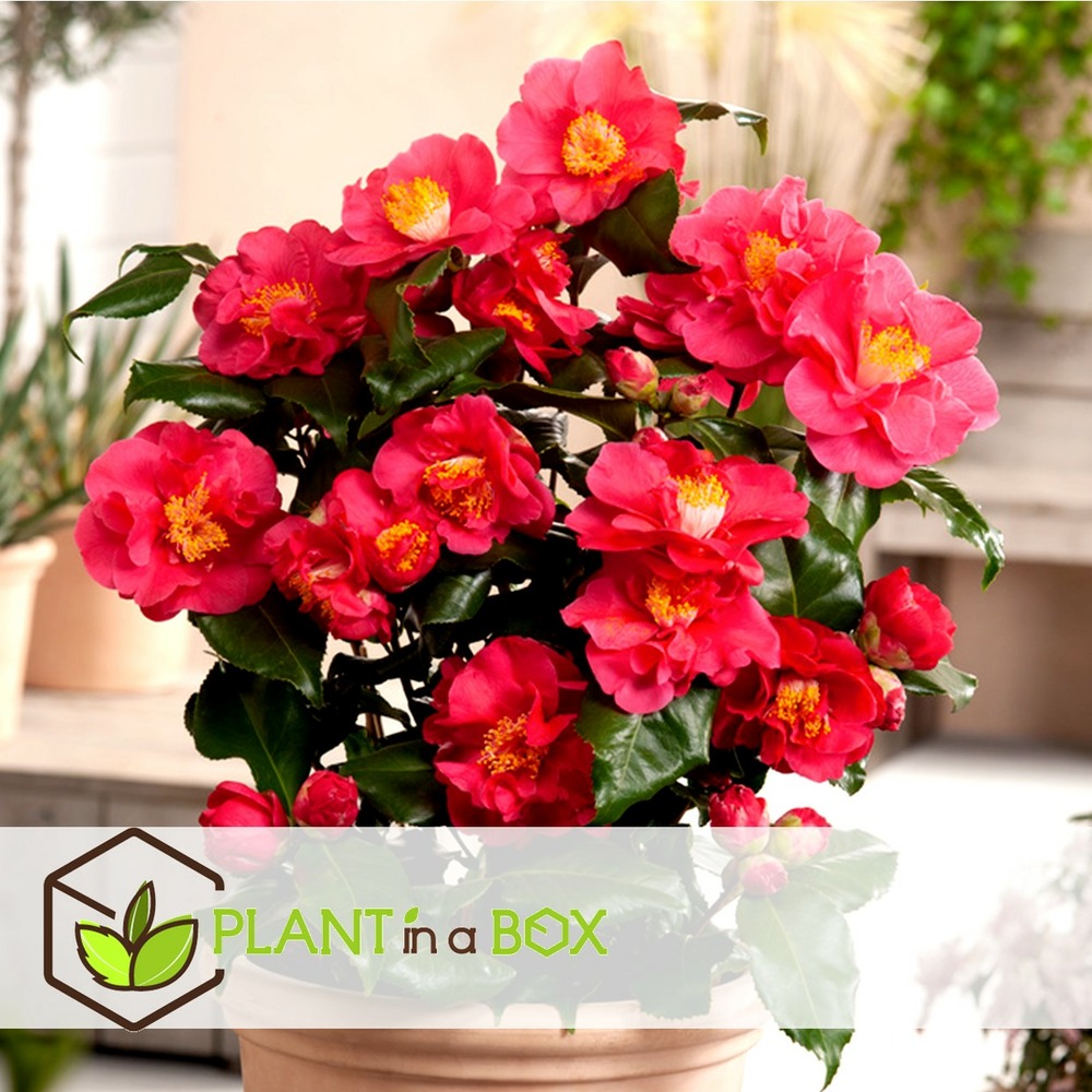 Camellia japonica - set de 3 - rose - roses - pot 9cm - hauteur 25-40cm