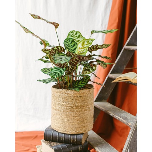 Calathea makoyana