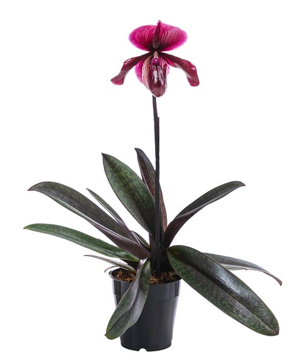 Frauenschuh - Paphiopedilum 'Vinicolor'