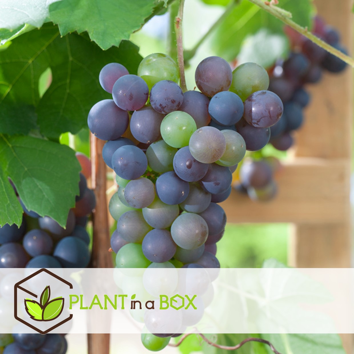 Plants de raisin - set de 3 - vitis vinifera - bleu - pot 9cm - hauteur 25-40cm