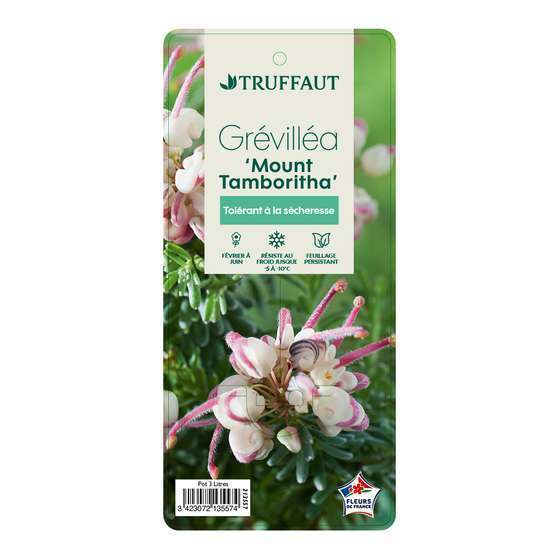 Grevillea juniperina ' Mount Tamboritha ' : hauteur 25/30 cm pot 3 L