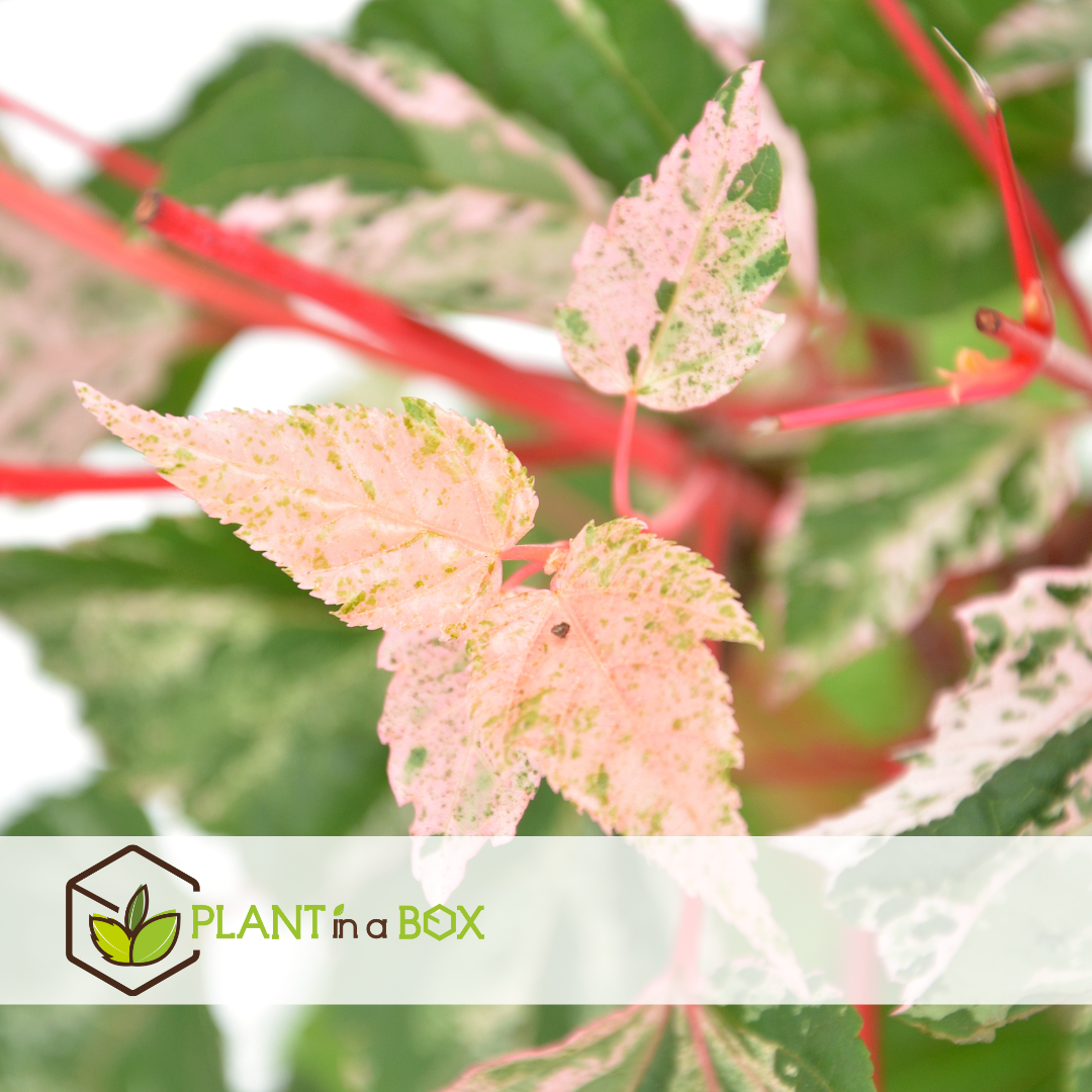 Acer conspicuum 'red flamingo' - erable - lot de 2 - pot 19cm - hauteur 50-60cm