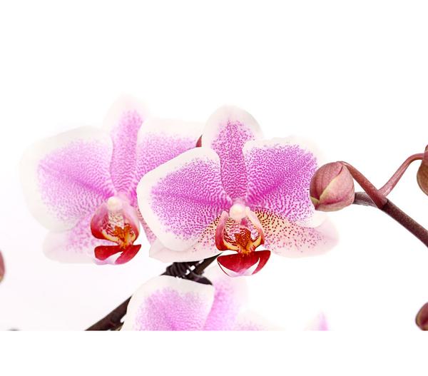 Schmetterlingsorchidee - Phalaenopsis