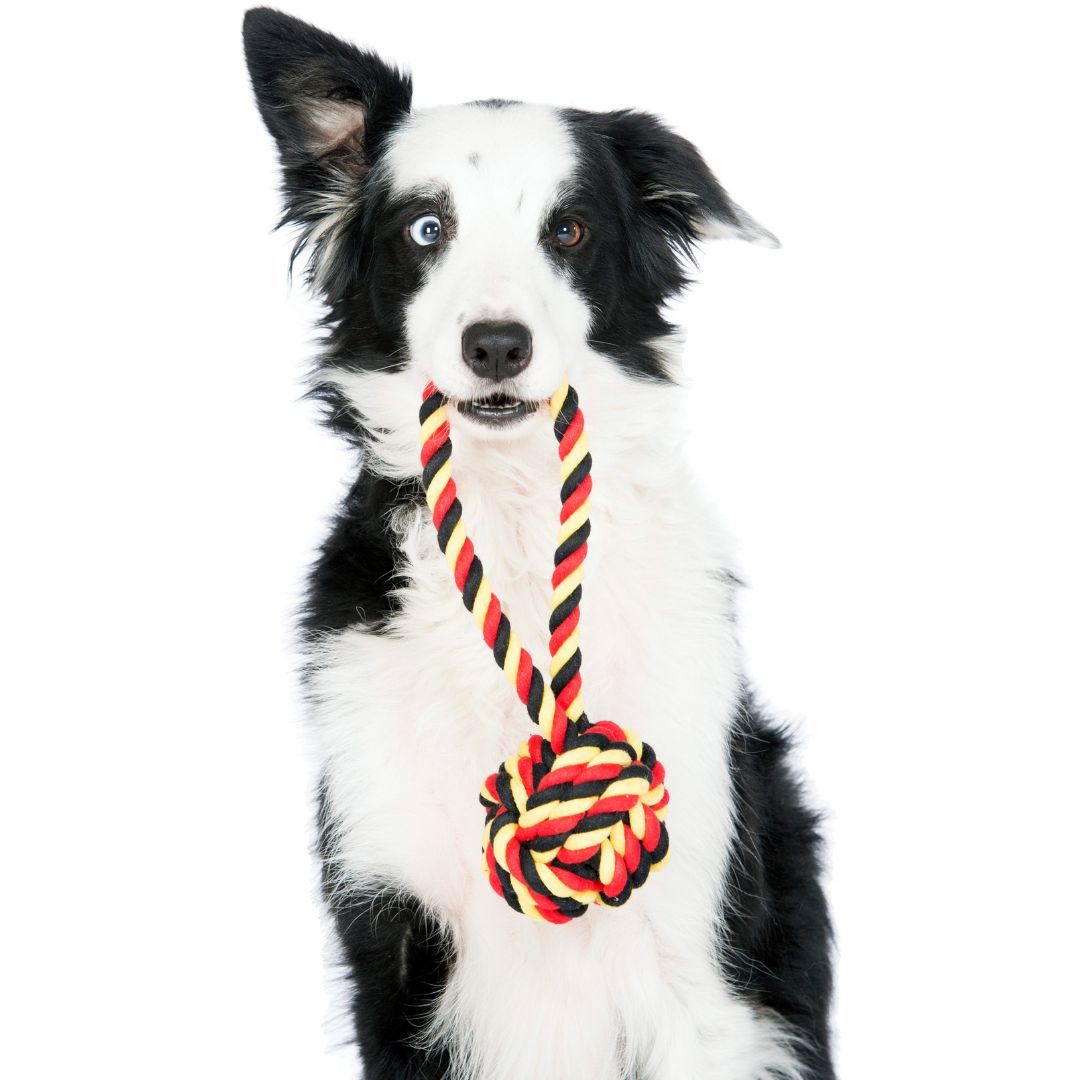 Hundespielzeug EM-Ball mit Loop - Laboni