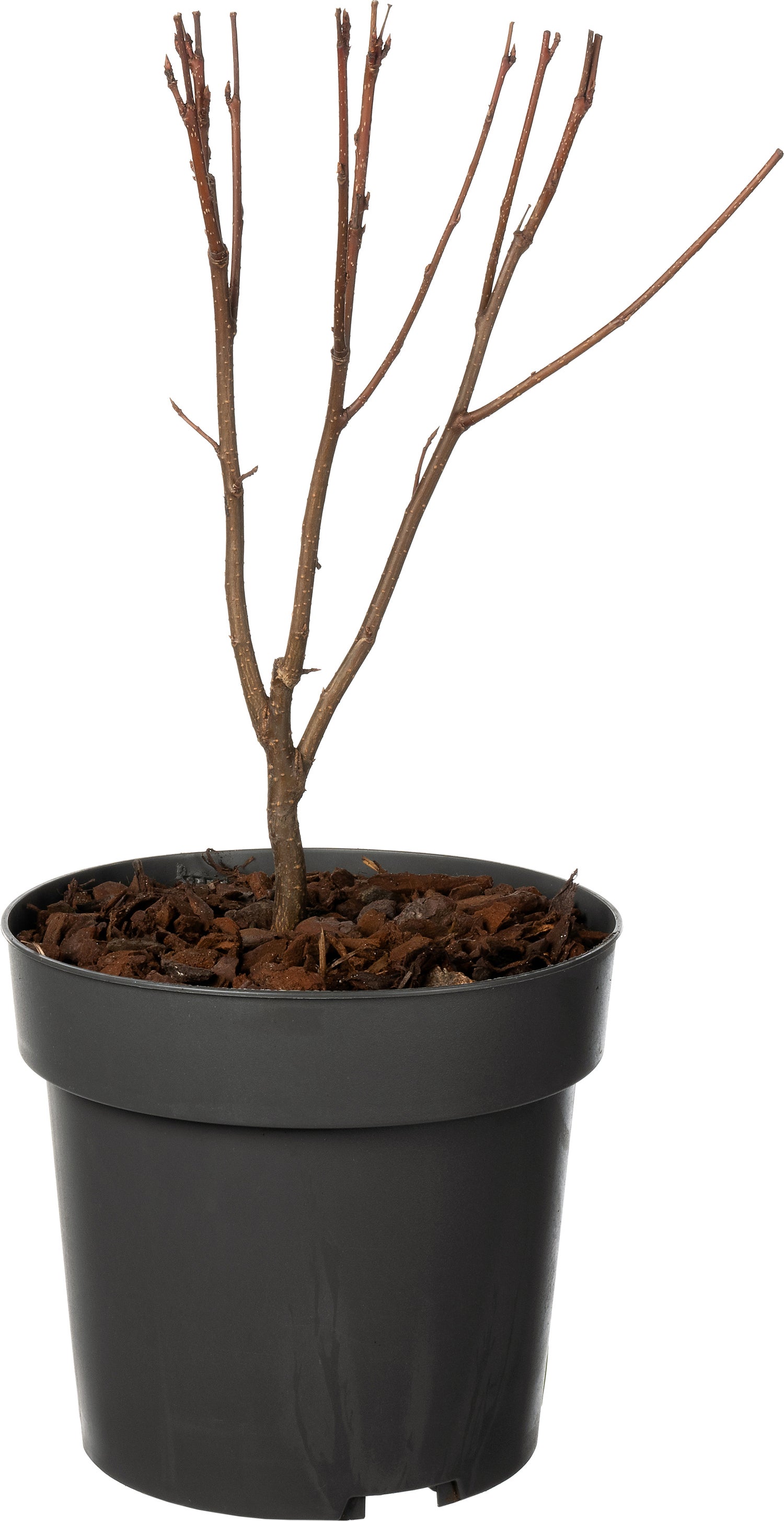 Vogelkers (Prunus padus) D 19 H 40 cm