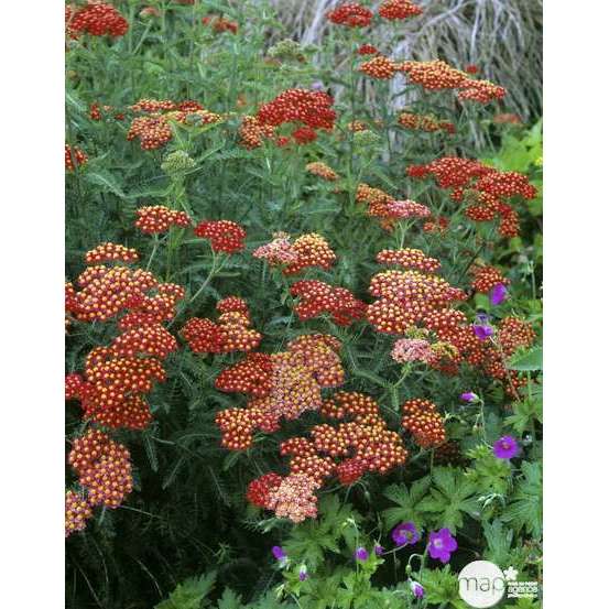 Achillée Millefolium 'Paprika' : godet vert