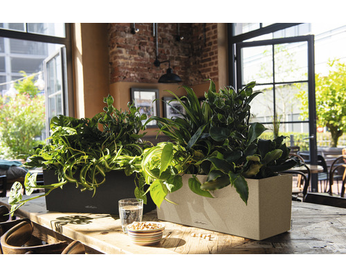 Lechuza Balconera Stone 50 H 19 cm zwarte balkonbak inclusief grondbewateringssysteem